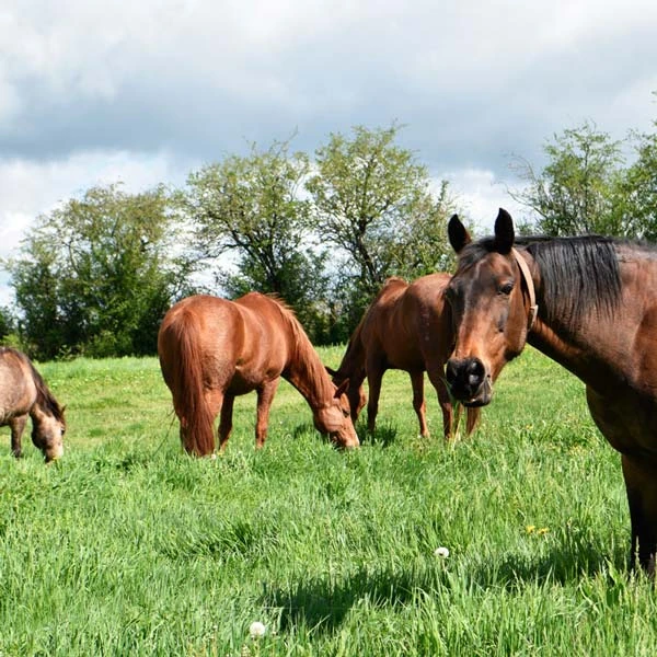 Pension pour chevaux à Lascelles, Cantal